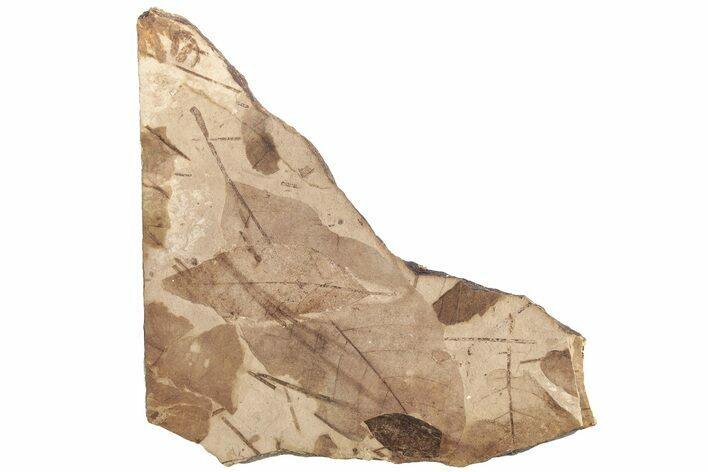 Fossil Leaf (Fagopsis) Plate #221187